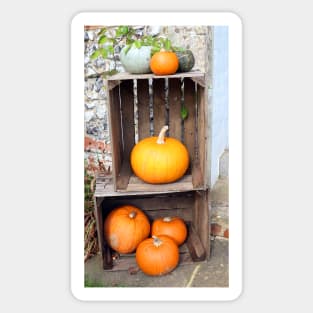 Crates of Orange Pumpkins Sticker